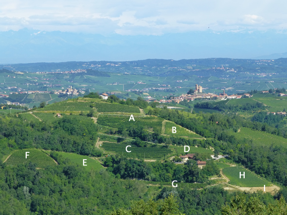 Aufnahme Weinberge Mucci Google Earth